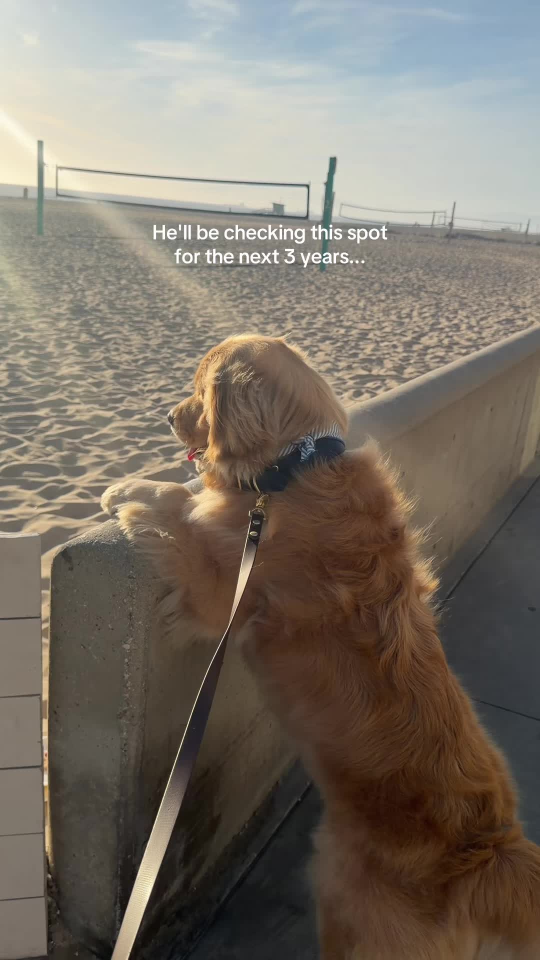 @Zebby The Golden Retriever