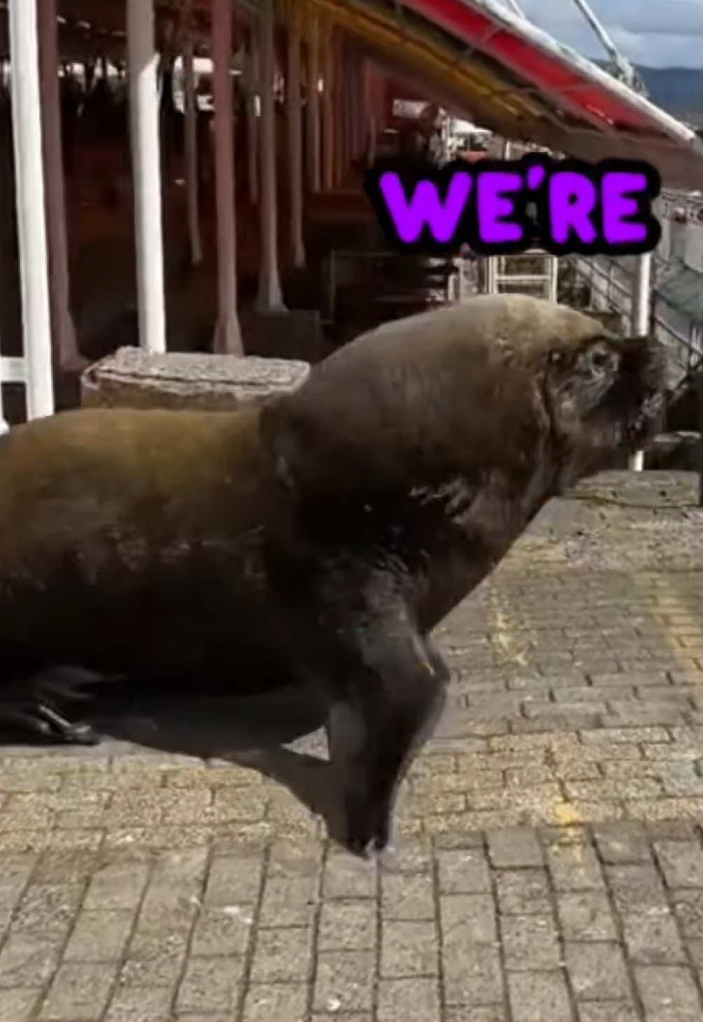 @Rufus Goodboy