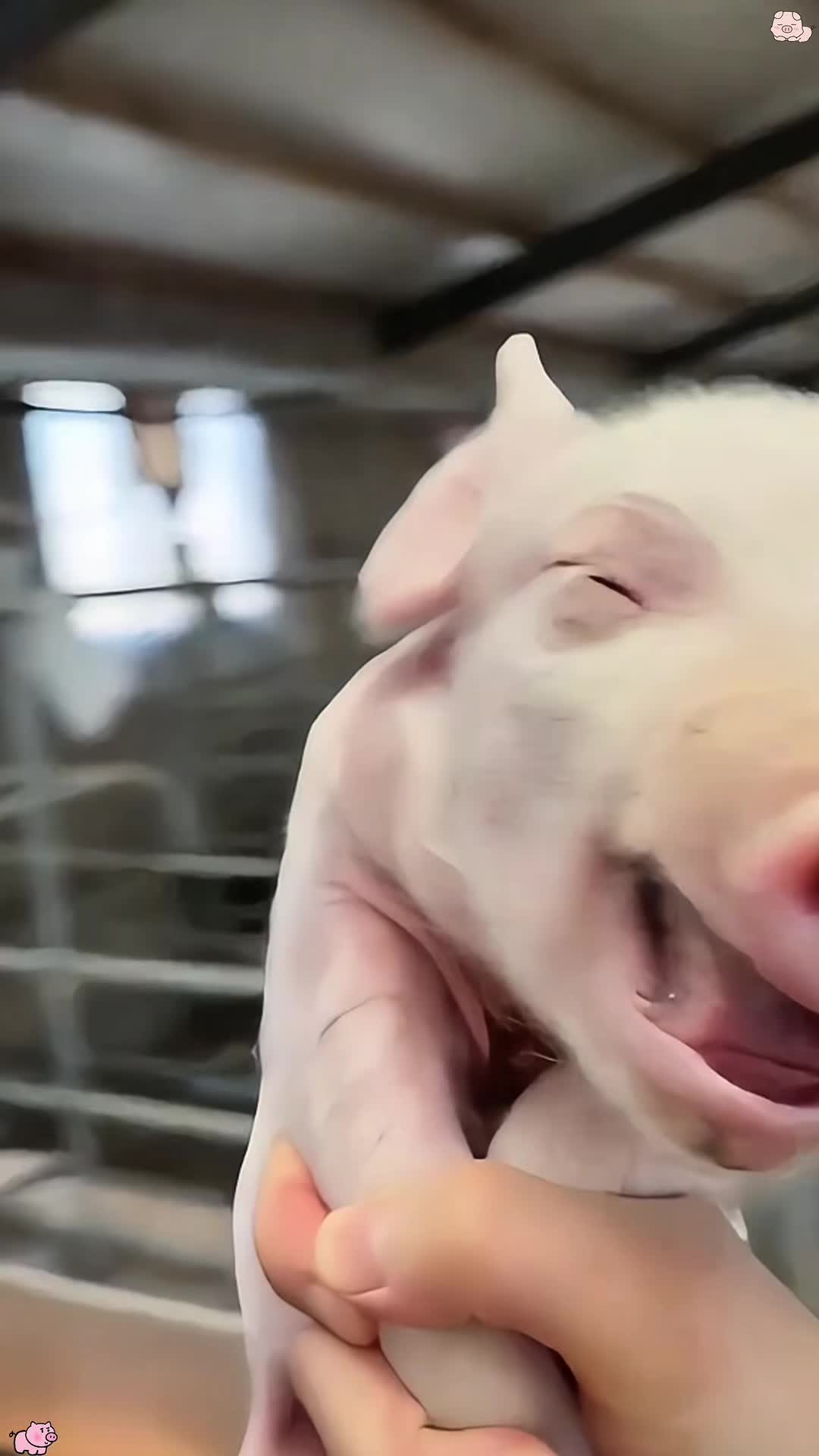 @funnyanimalvideo99
