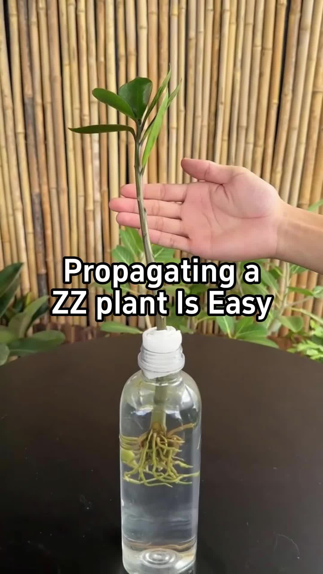 @BotanicKing