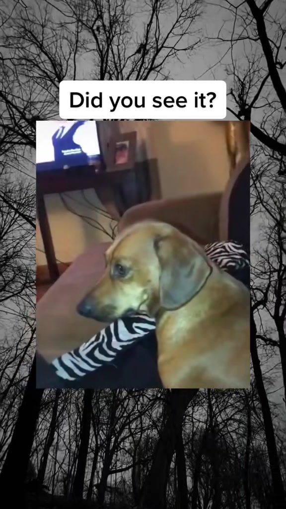@SCARYVIDEOS