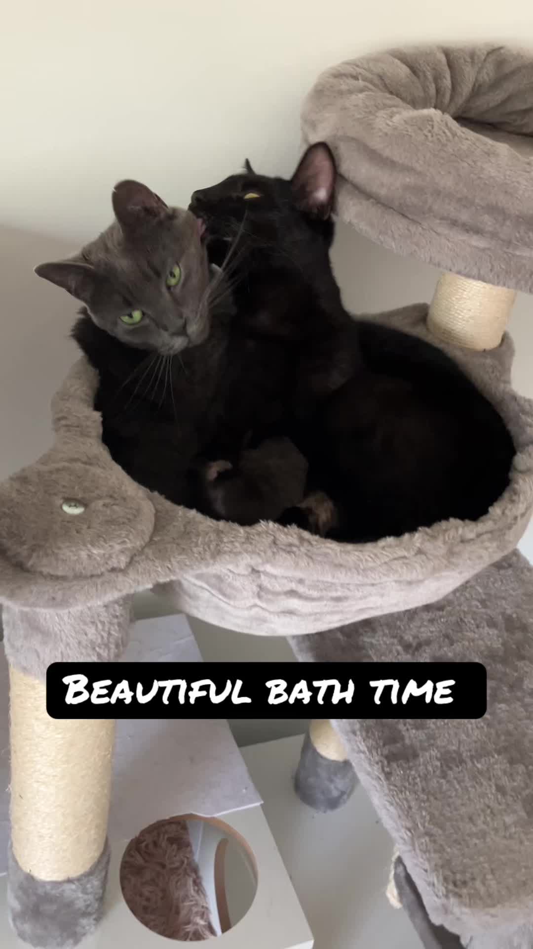 @DAISY, PETUNIA & COSMO