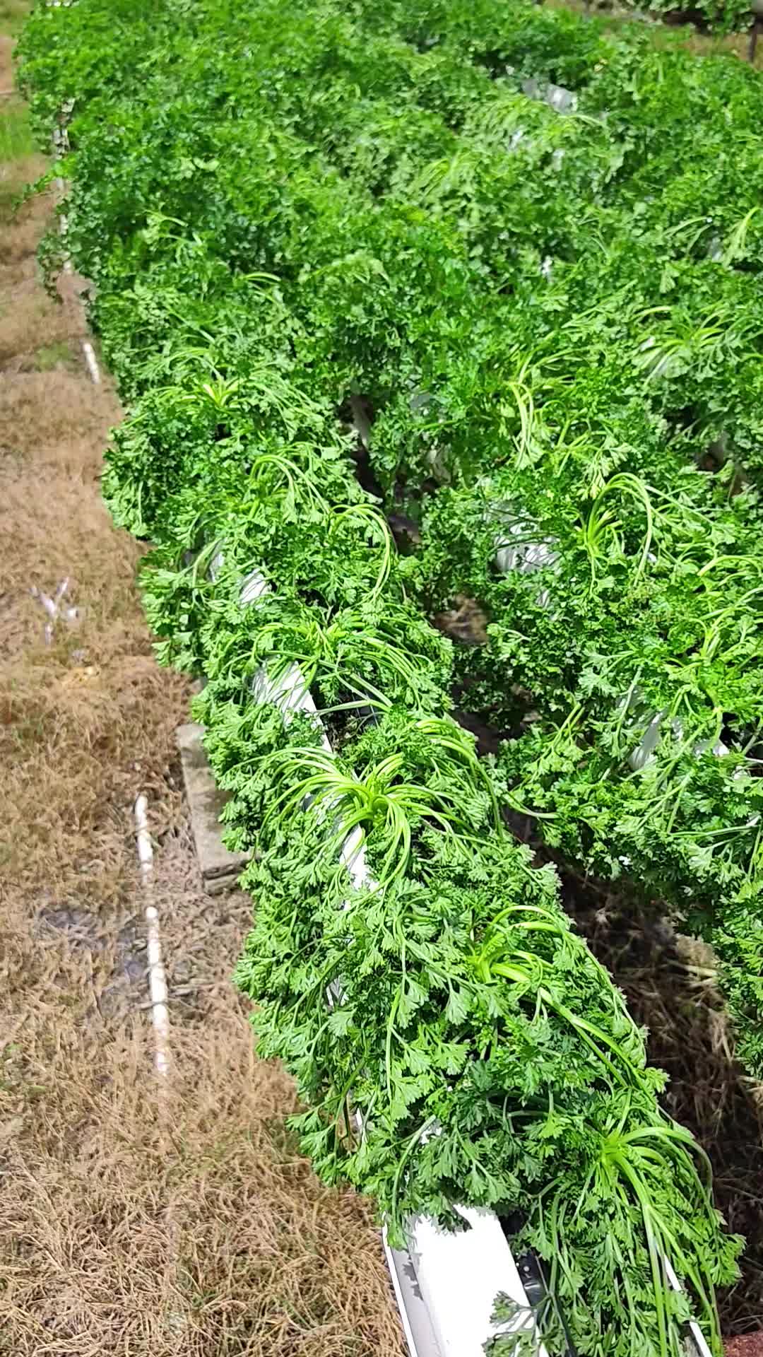 @Trini Farmer Chris 469 7467