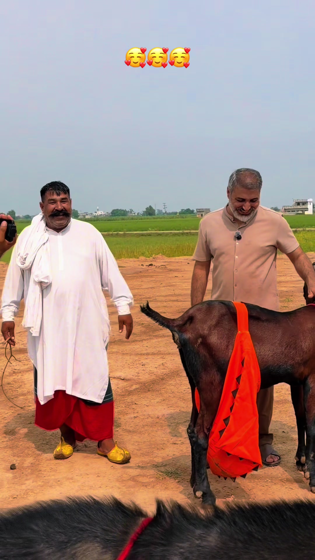 @Chohan Goat Farm Sialkot