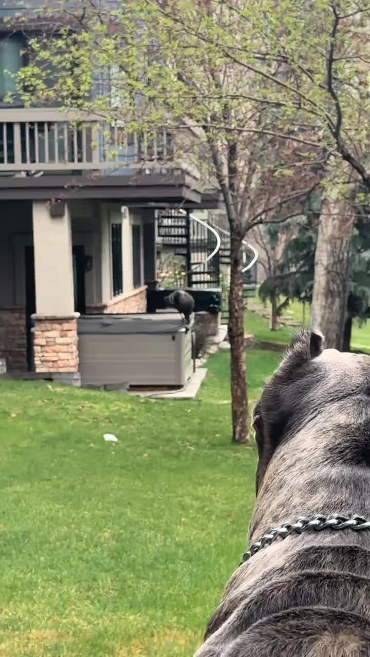 @Cane Corso For Adoption