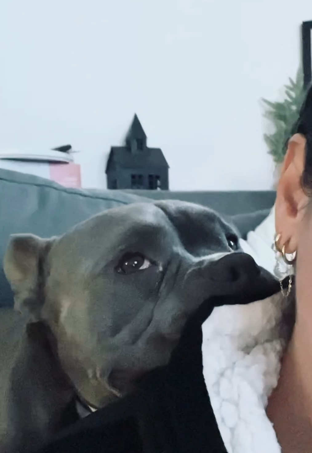 @Gunner | Pocket Bully