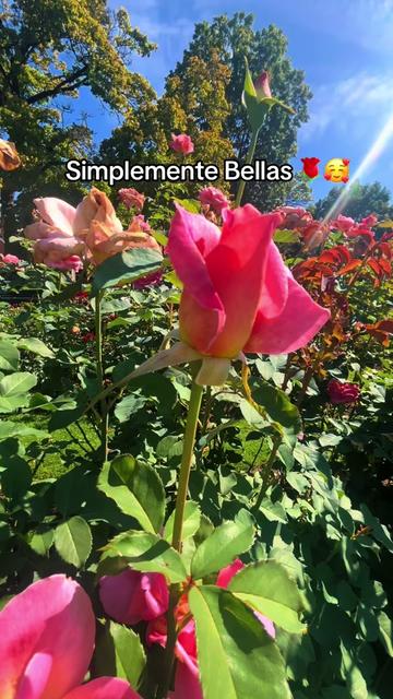@💜LiLa🐐🌻🐬🐻💚🦔🎥