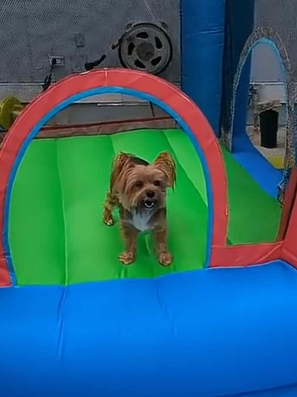 @Lizzytheyorkie