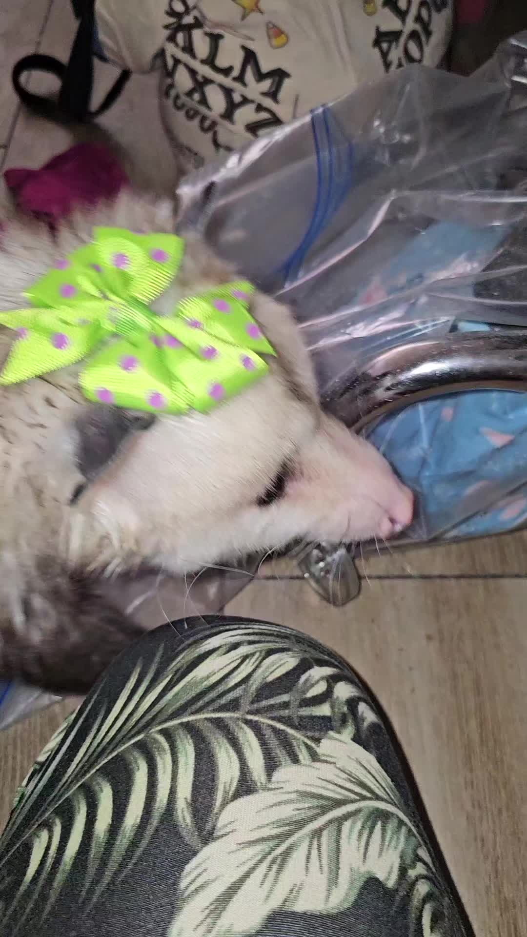 @OPOSSUMDAWGMOM