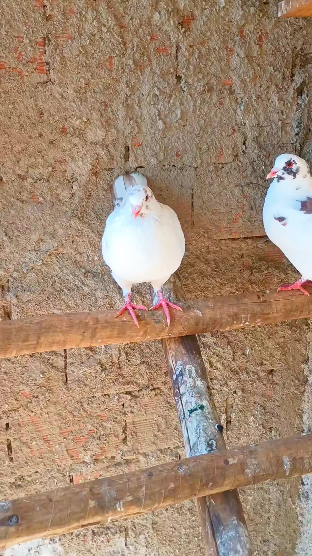@🐔CRIAT&Oacute;RIO MZ🐓