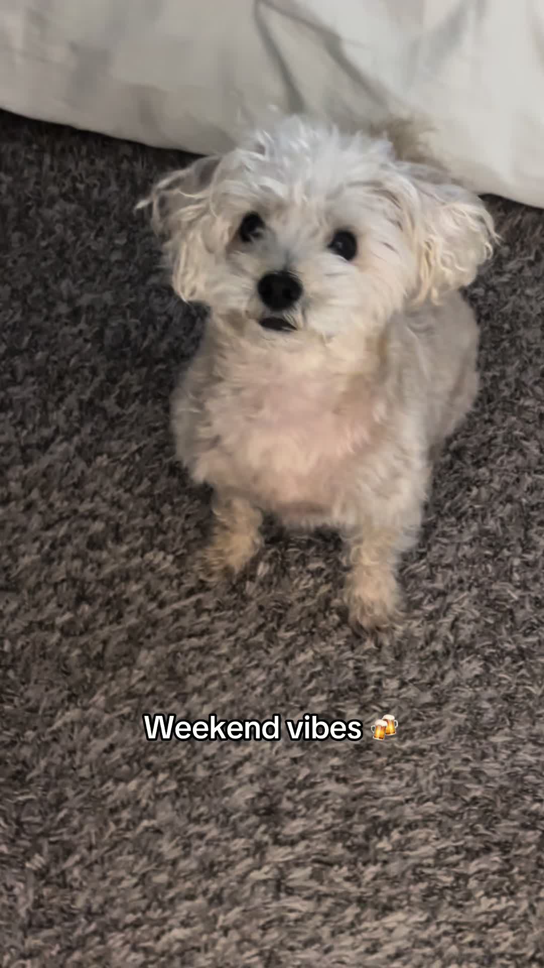 @He Was A PoodleBoi