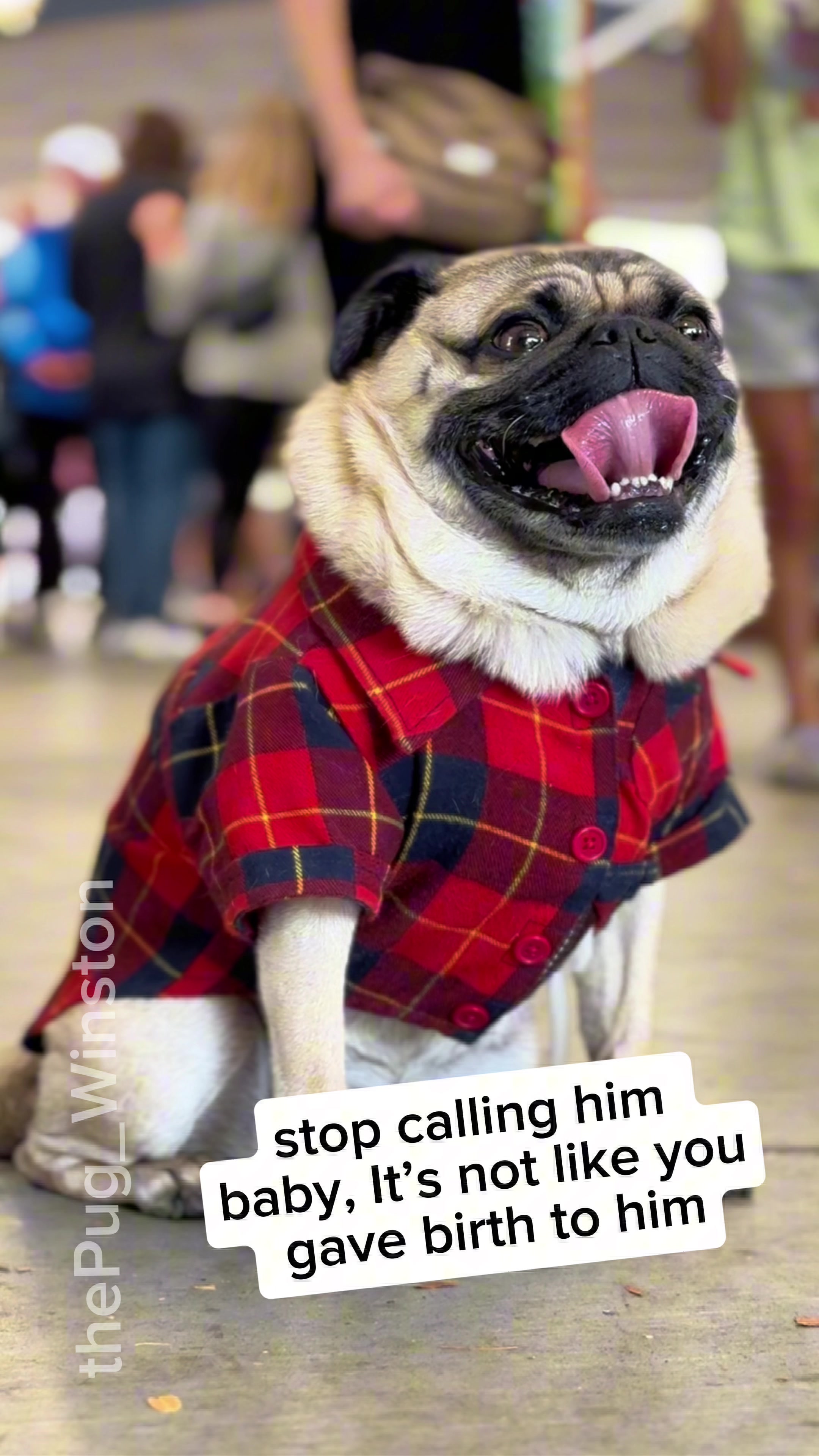 @Winston the Pug