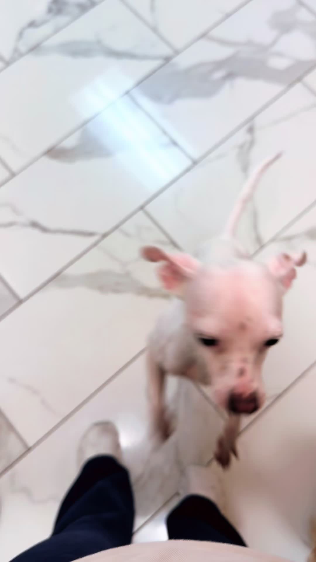 @The_BeautyBark