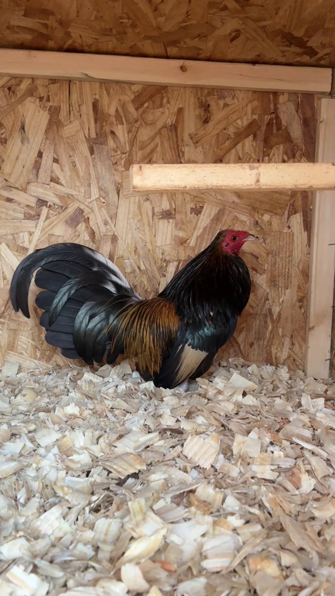 @FARMING.MM56