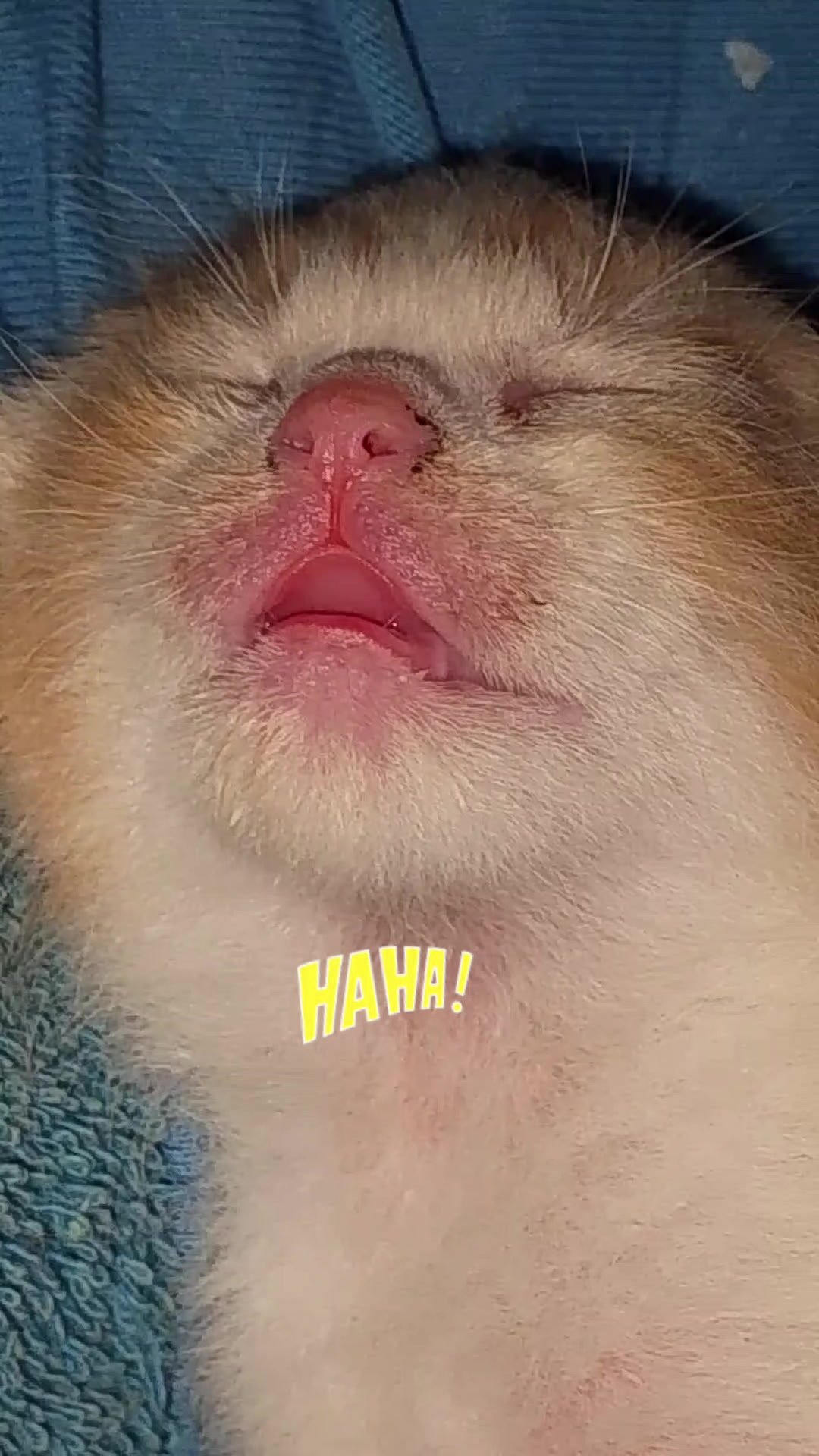 @SHELA