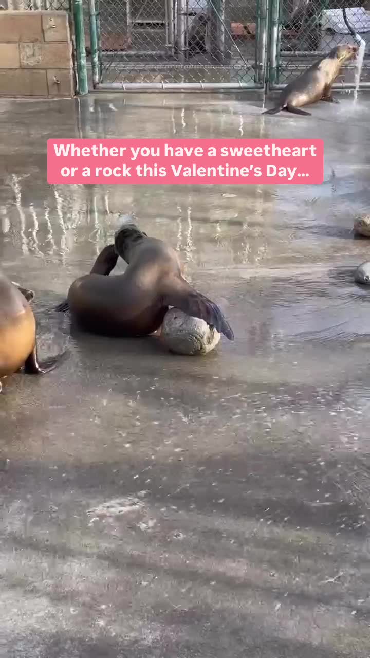 @Marine Mammal Care