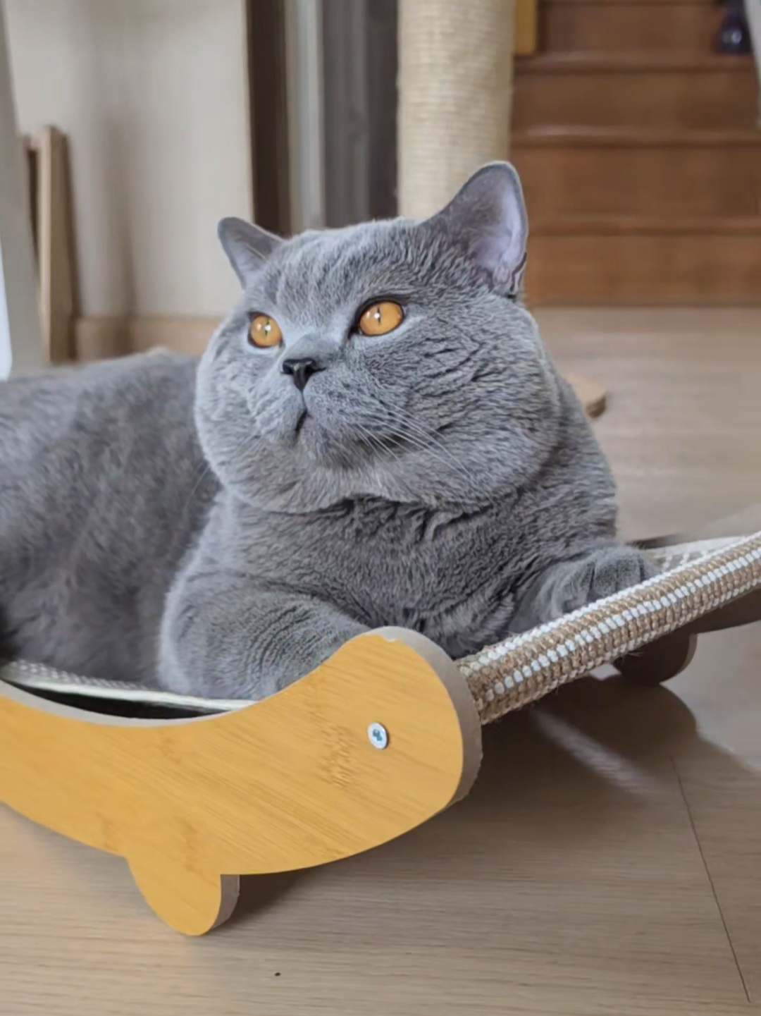 @Chonky World Of Cats