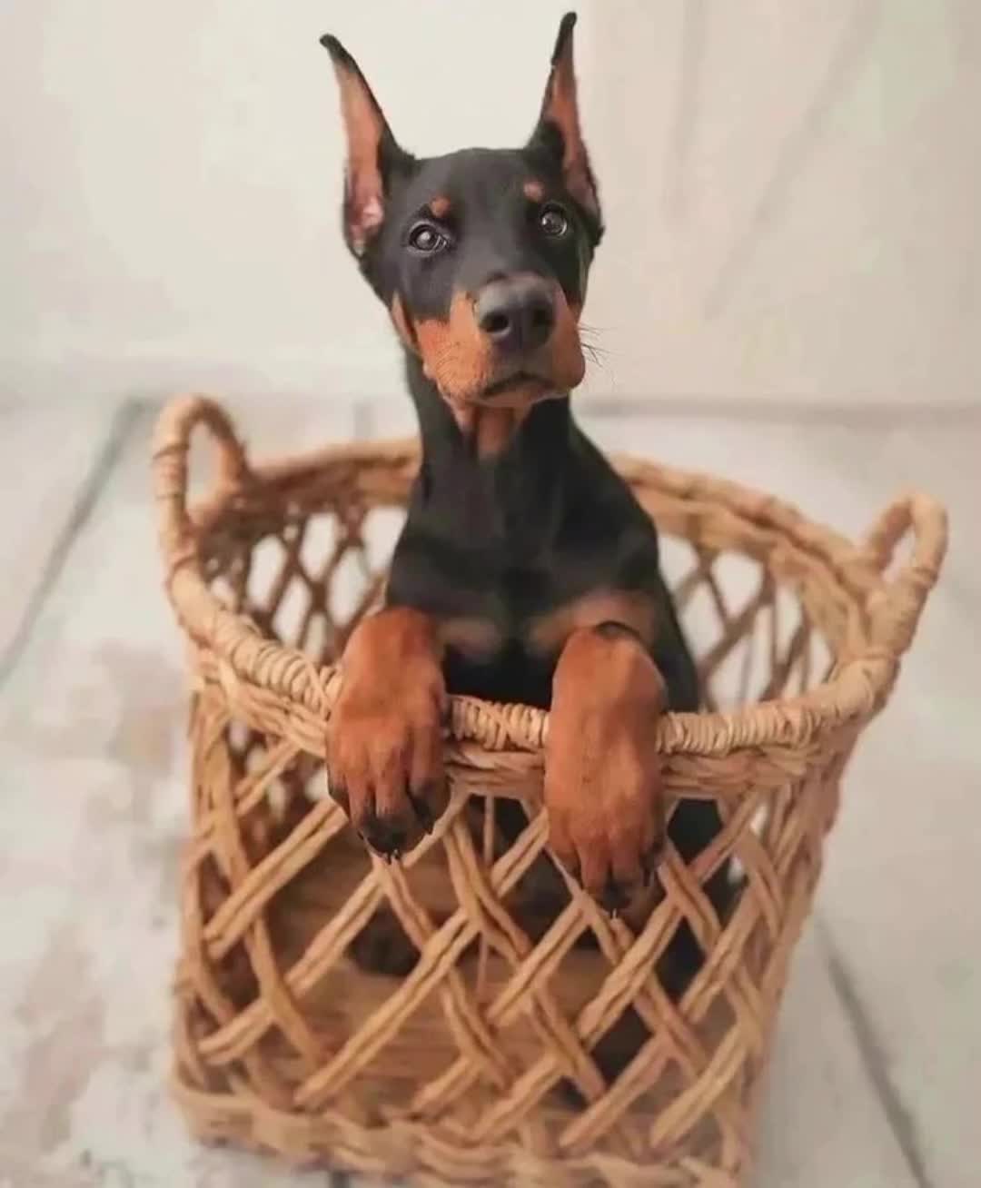 @🐾доберман бруно🐾