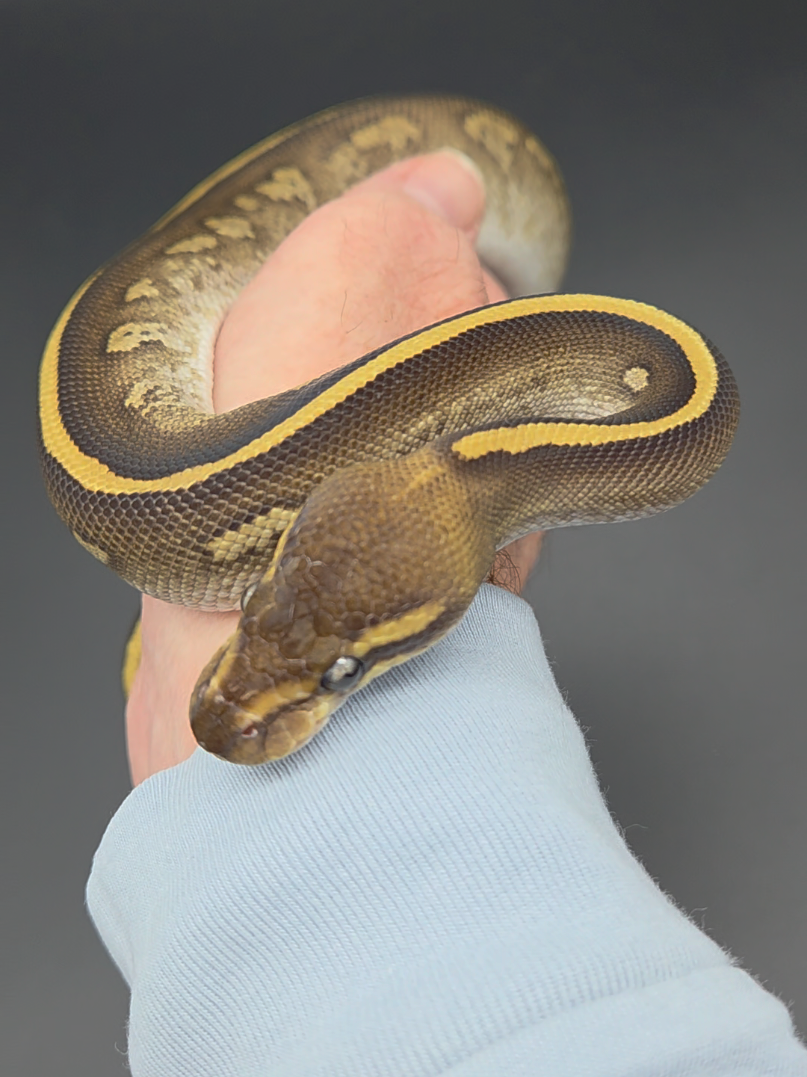 @Rikers Reptiles