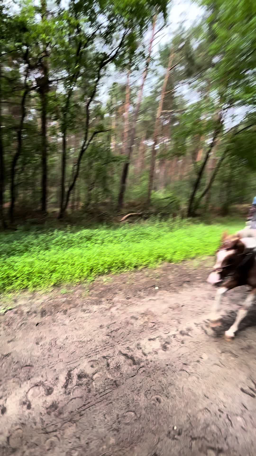 @Horses TikTok