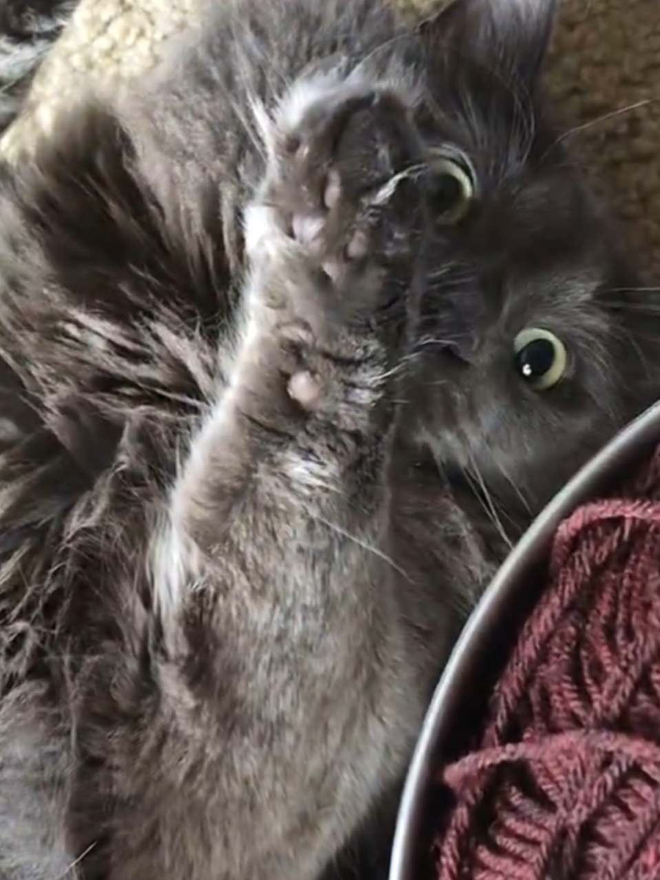 @Kittyboi