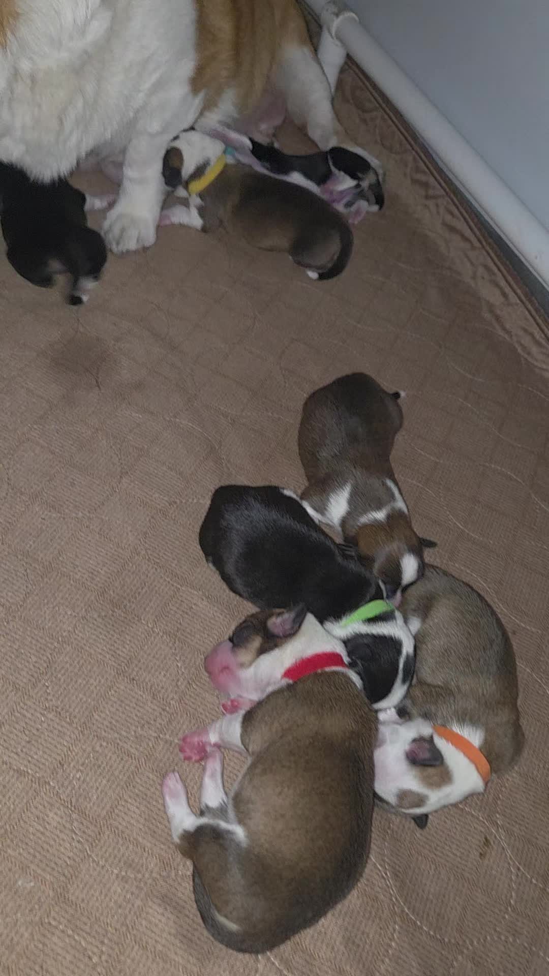 @PNW Pembroke Welsh Corgis