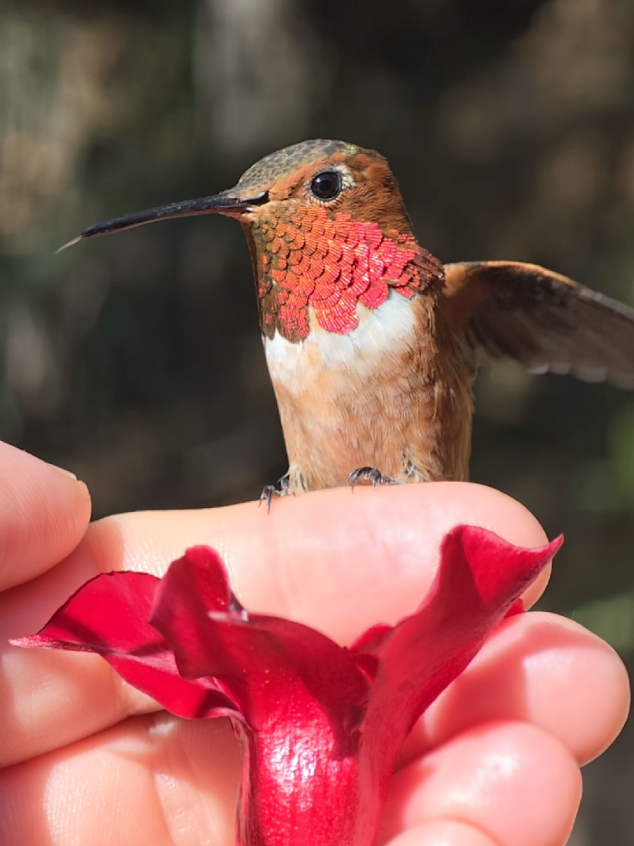 @unreal_hummingbirds