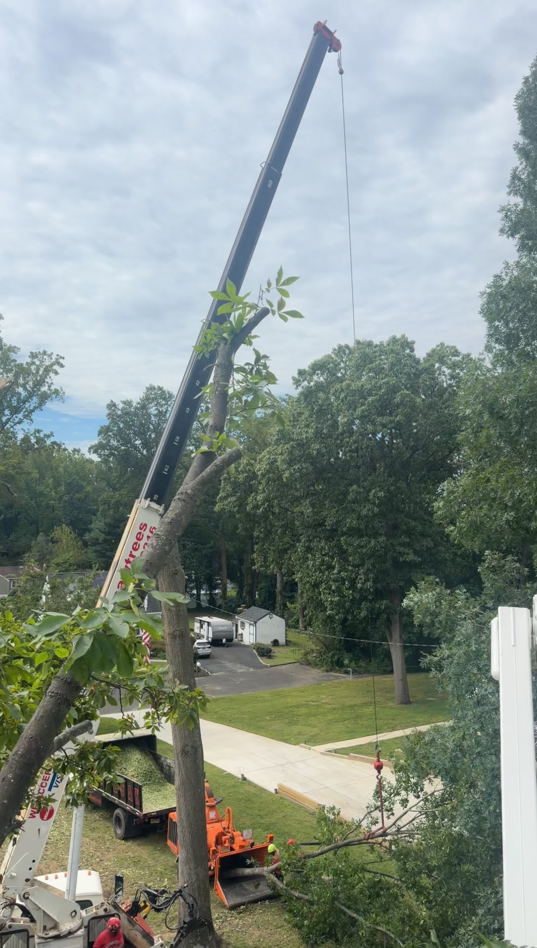 @Buzzsawtrees
