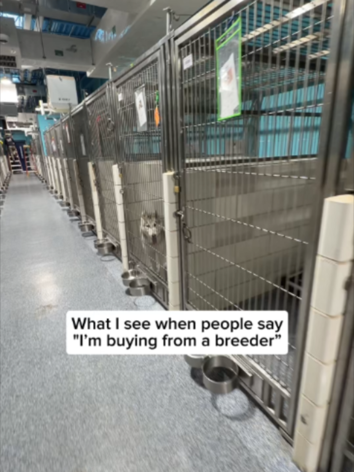 @Adopt a Pet