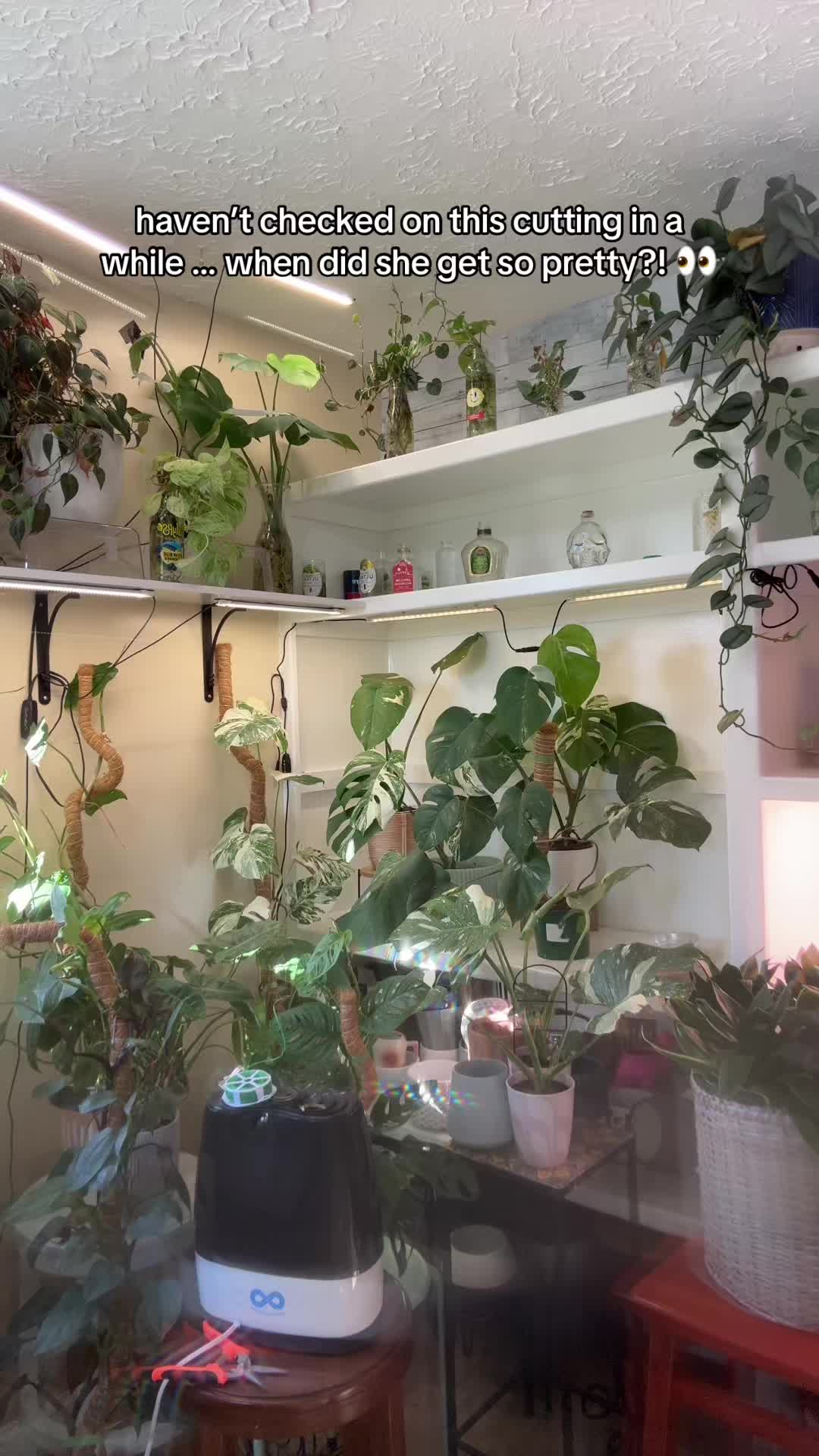 @Pretty Plants Nashville