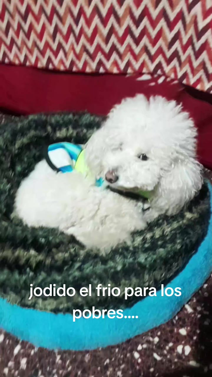 @perrito Dio y su familia