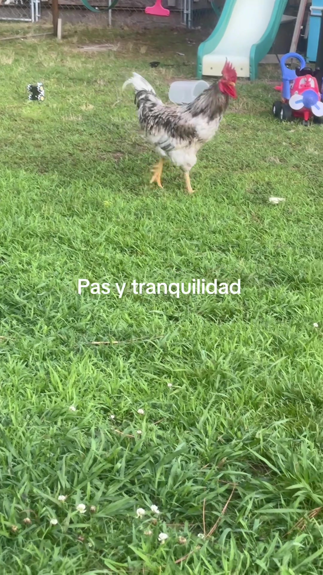 @lourdesruiz11🥰🫶🏻🎁🇸🇻☪️🌲