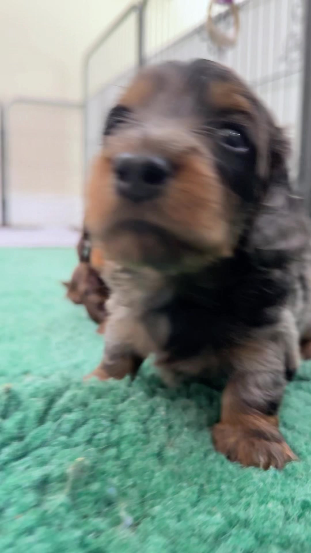 @Taylored Dachshunds