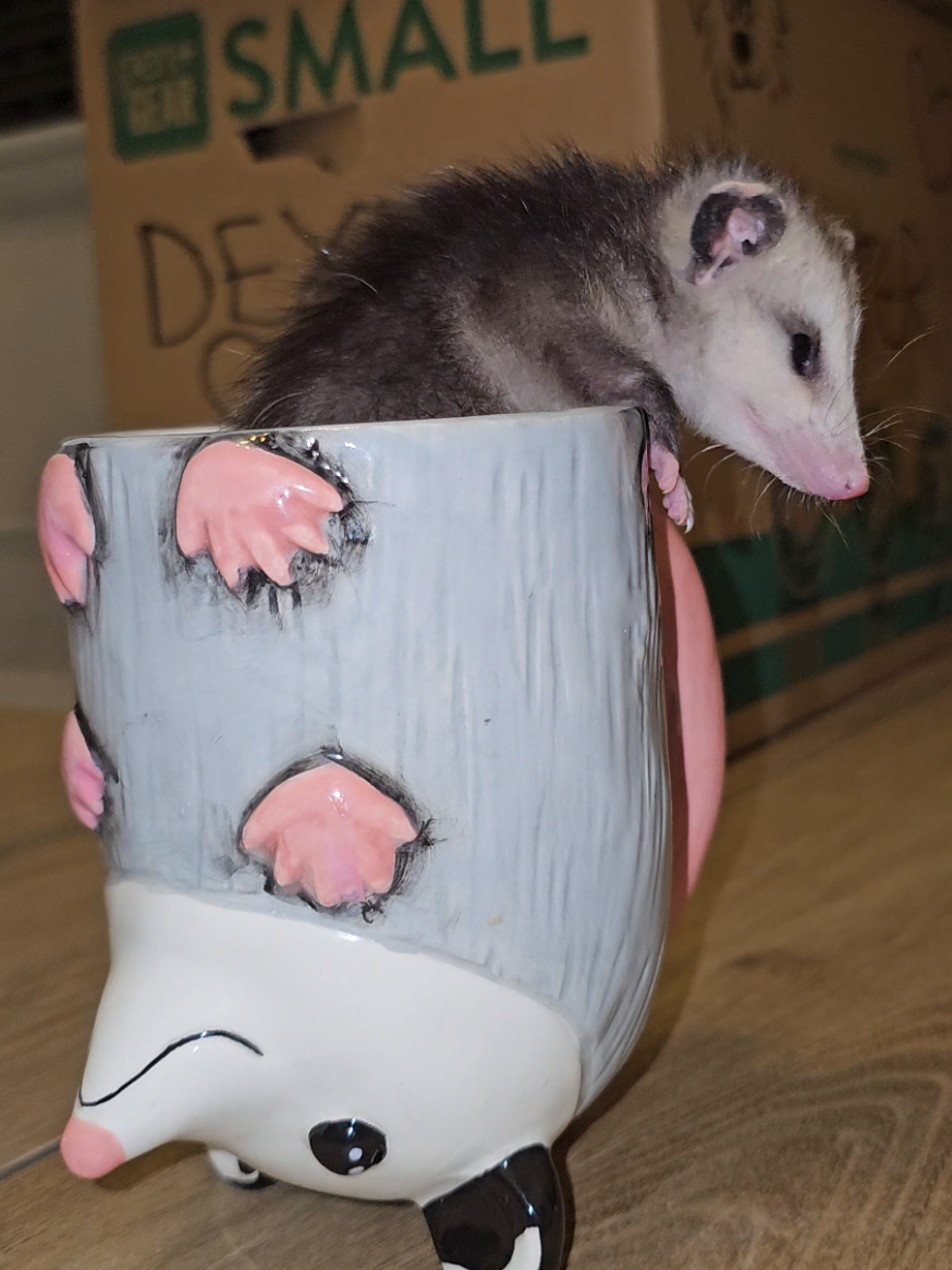 @OPOSSUM/DOG MOMMA Dea