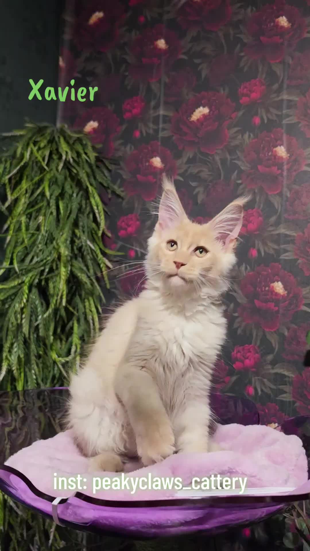 @Peaky Claws Cattery