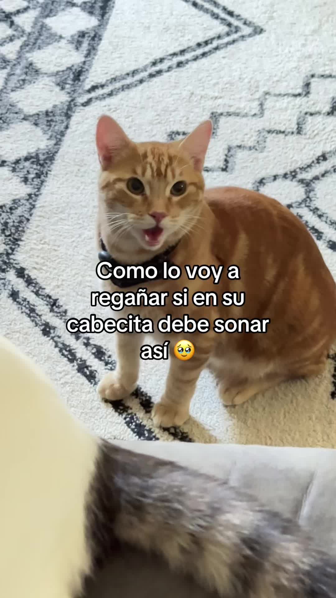 @thedancingcats13