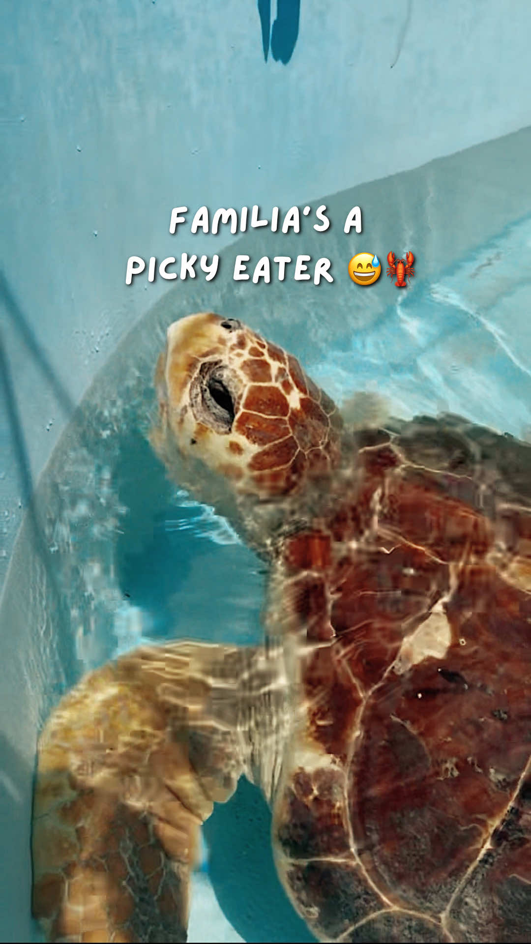 @The Turtle Hospital