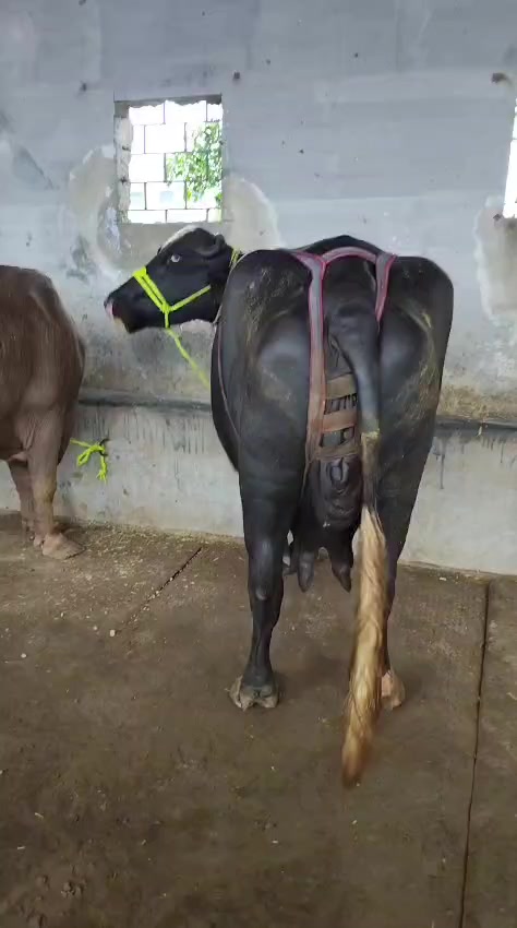 @💖🐄یوسف خان گوندل الہ 💖🐄