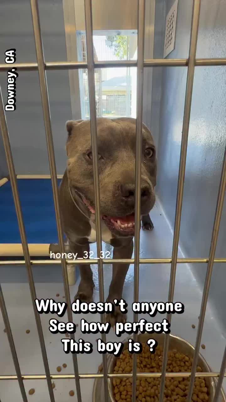 @Cane Corsos