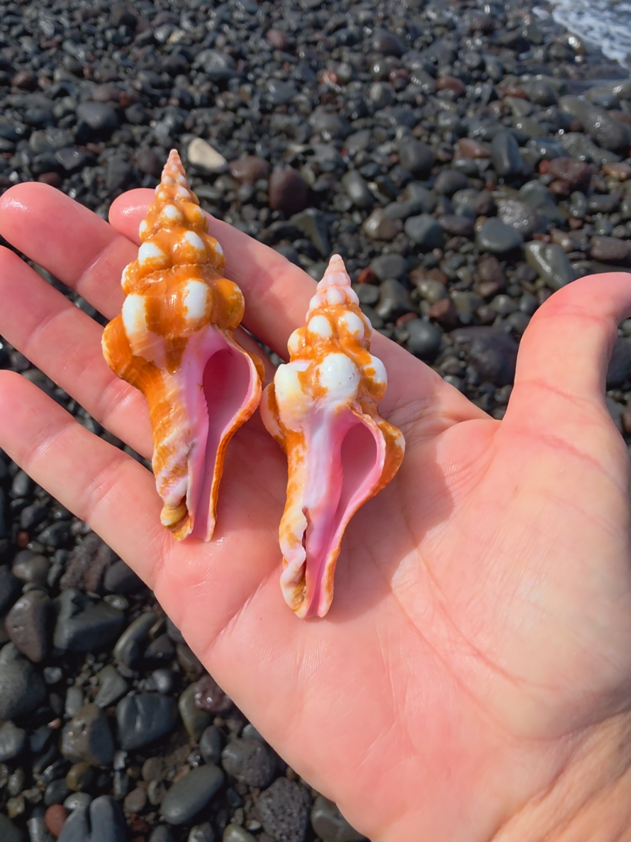 @Noe 🐚 Shells