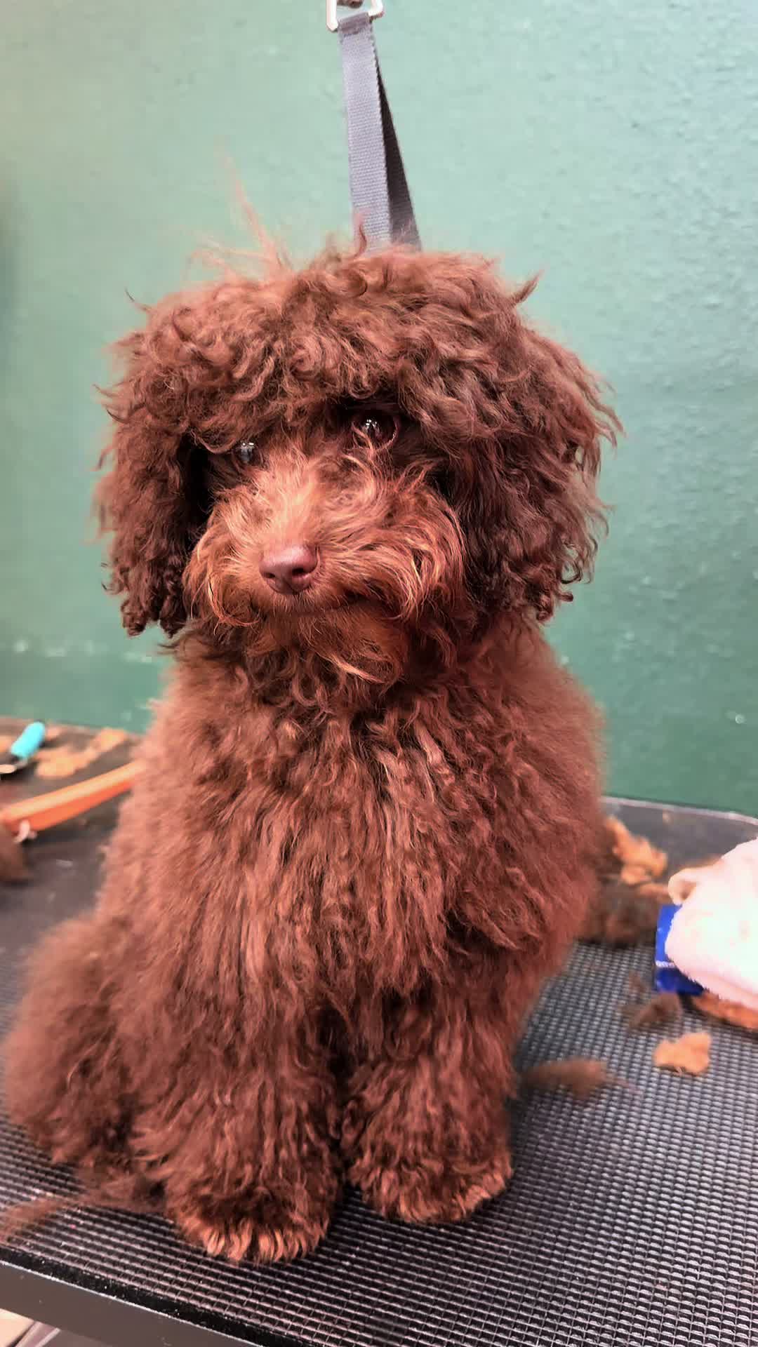 @The_BeautyBark