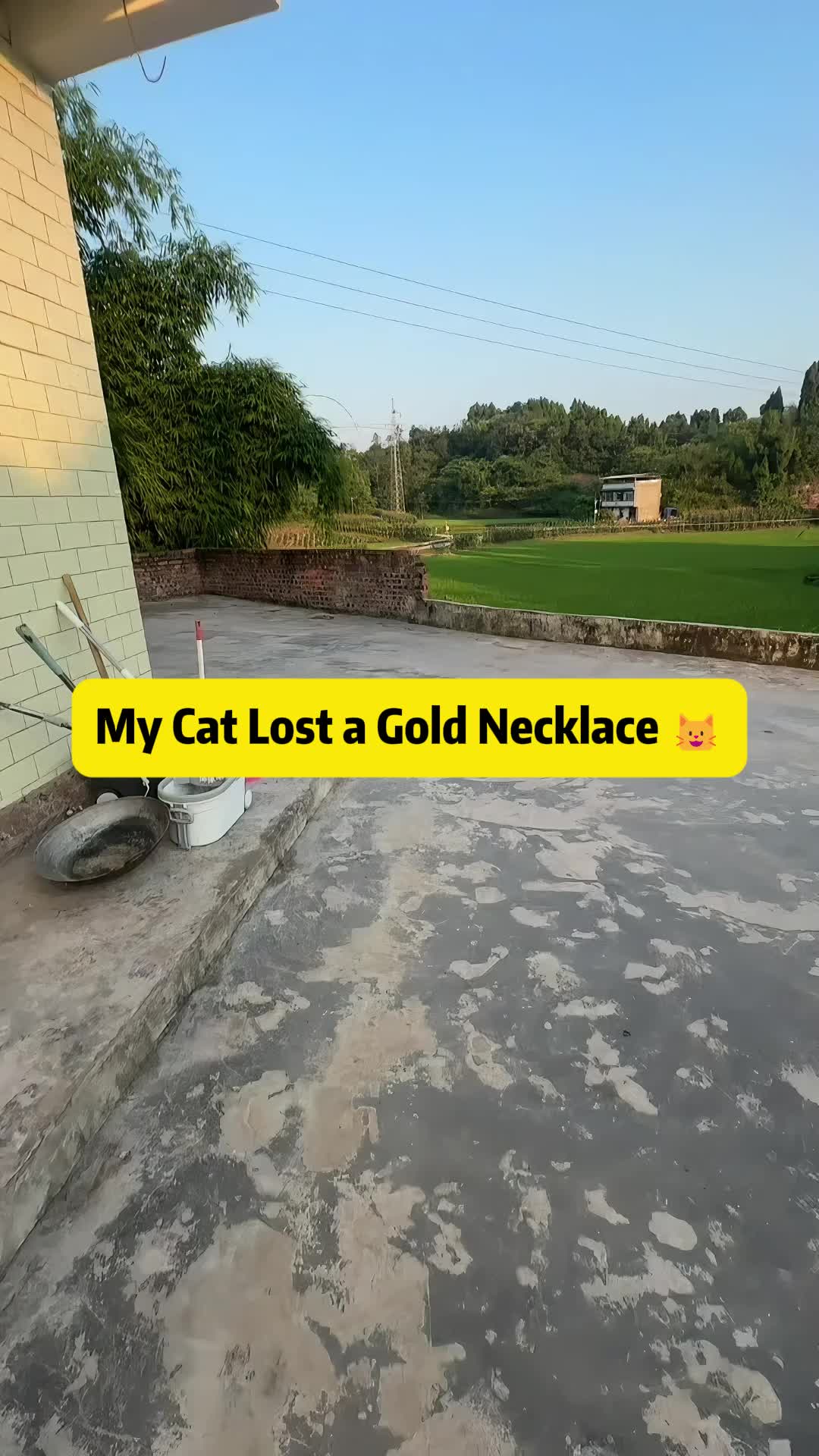@Stray Cat Talkz