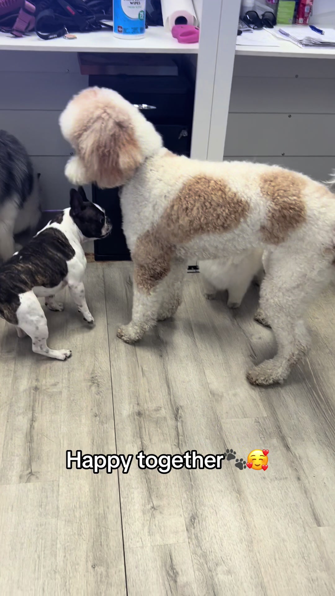 @Dog & Cat Planet