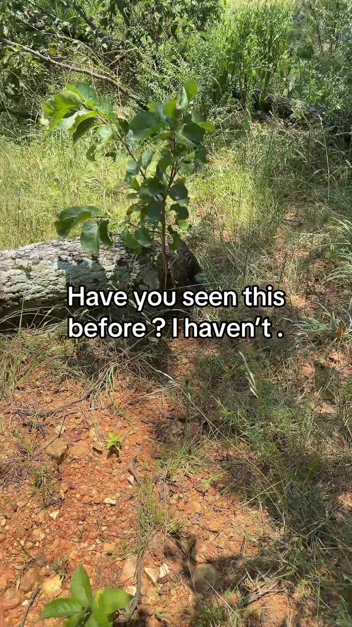 @Joseph