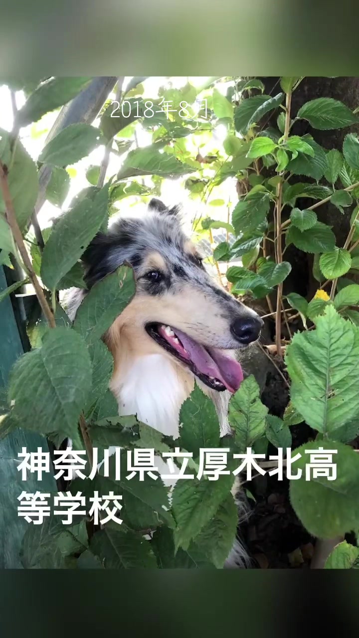 @Candysmile.jp