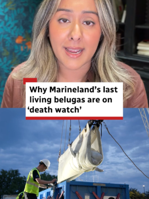 @CBC News