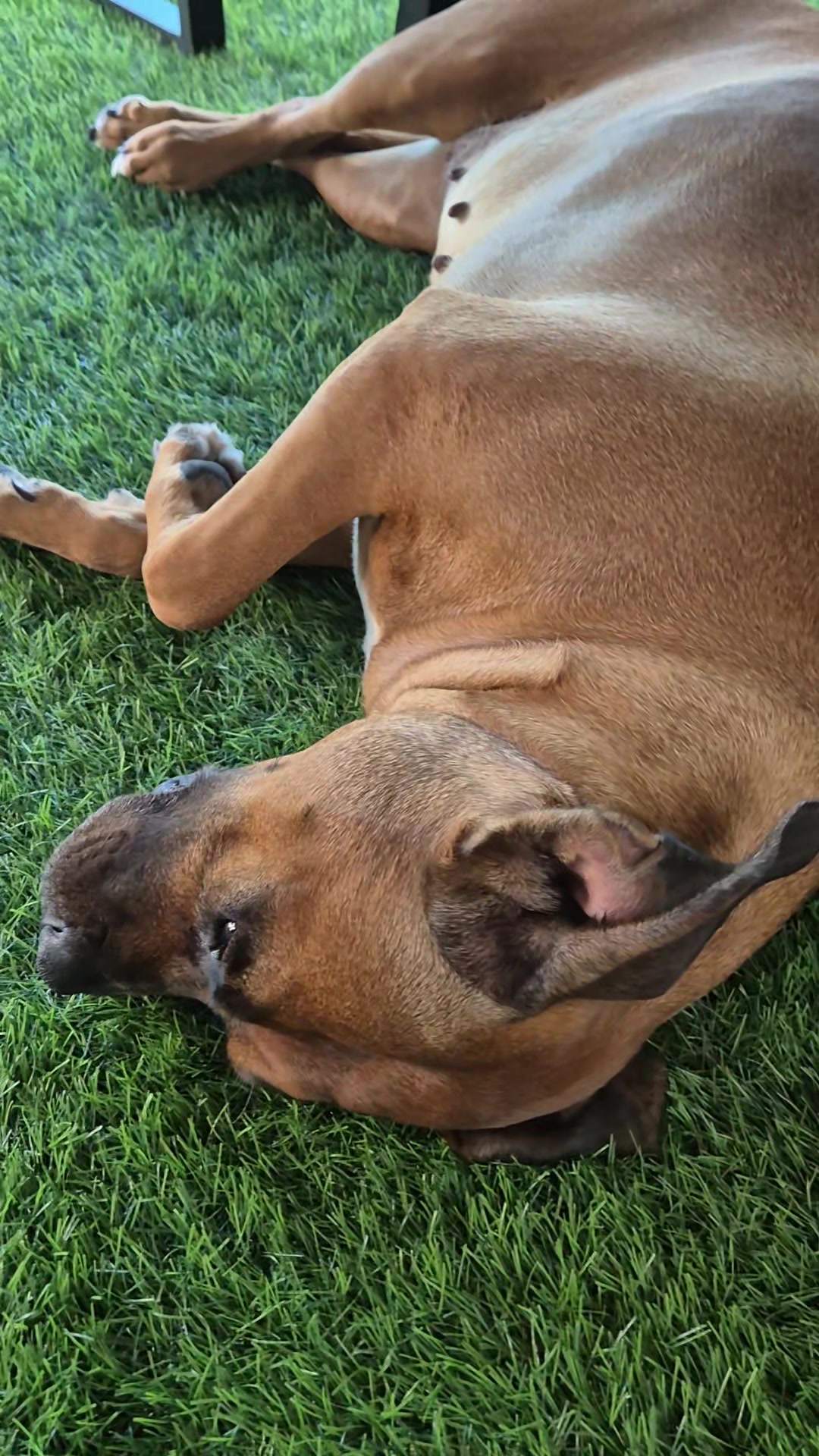 @cookie.dog7