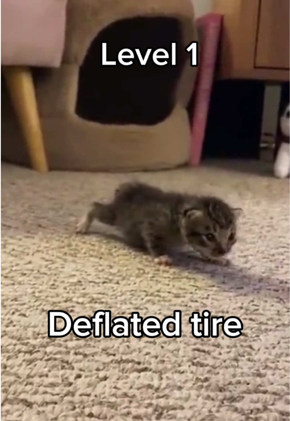 @KittenMitten