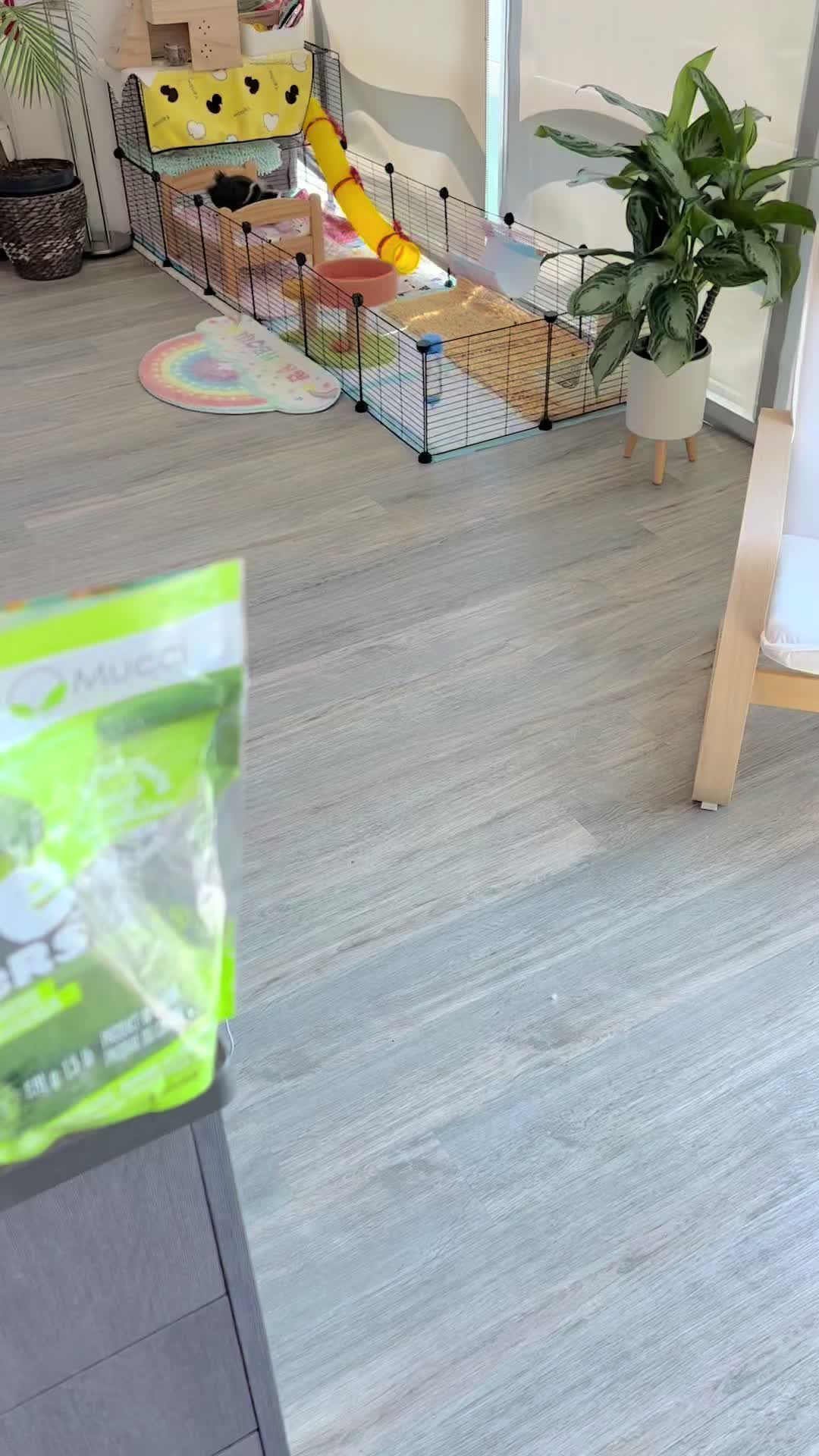 @pumpkin_panda_home