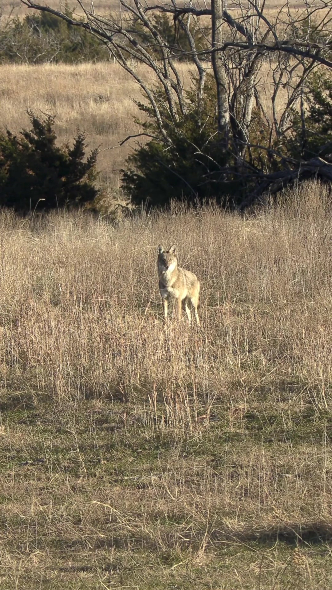 @FOXPRO Game Calls